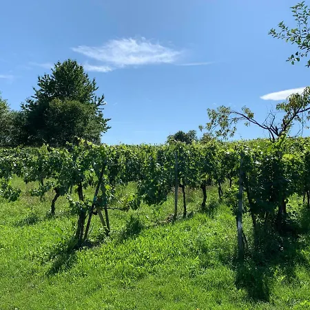 Urlaub Im Weingarten Winten  Exterior photo