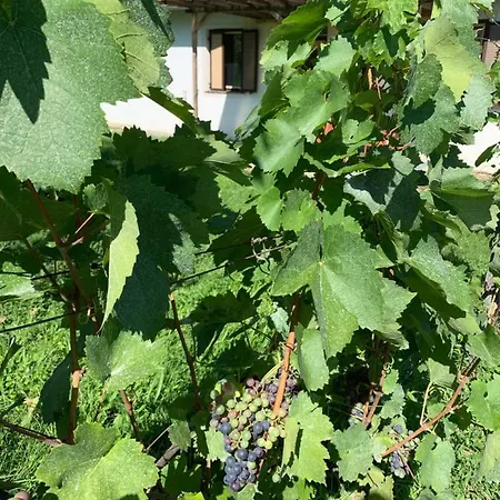 Urlaub Im Weingarten Winten  Exterior photo