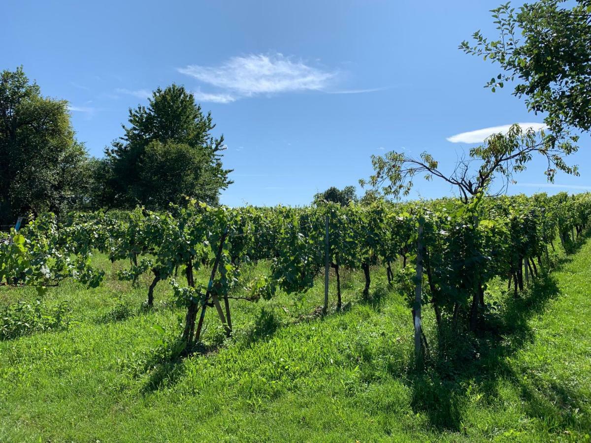 Urlaub Im Weingarten Apartment *
